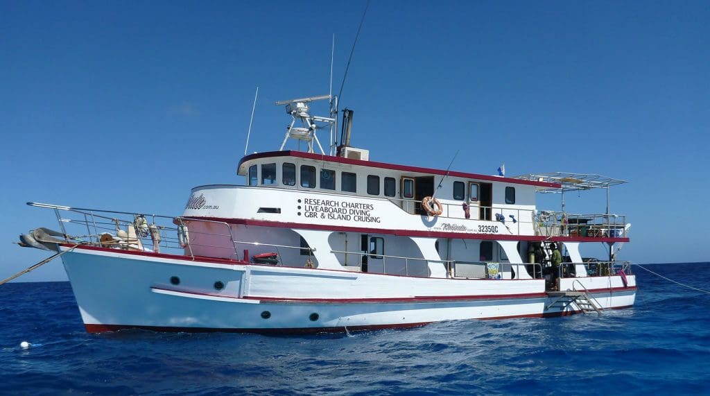 Townsville Whale Watching Tours